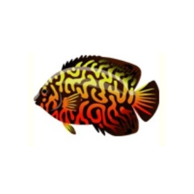 Magma Angel Fish